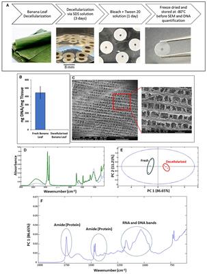 Decellularized banana leaves: eco-friendly scaffolds for cell-based seafood